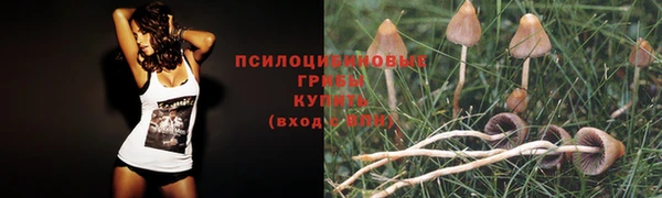 PSILOCYBIN Аркадак